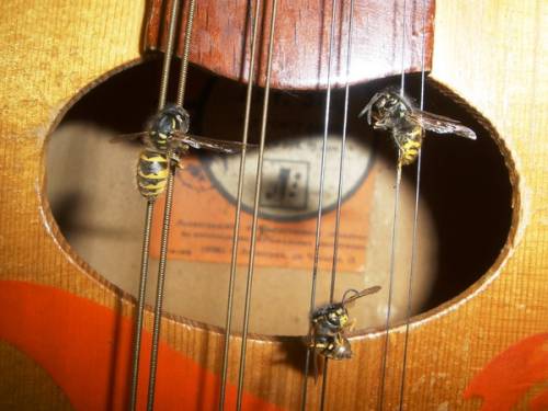 пчелы заснули на струнах мандолины